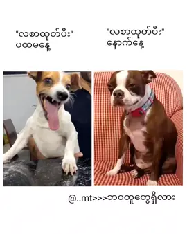 ဘဝတွေကအက်လိုပါဆို...🥹🥹 #viewsတွေရှယ်ကျ🙂👍 #မင်းတို့ပေးမှ❤ရမဲ့သူပါကွာ #မင်းတို့idolဖစ်ချင်လို့🤭💖 #fyppppppppppppppppppppppp #fypageシ 