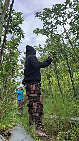 Panen uy 🌶️ #fyp #fypage #fyphariini #berkebun #CapCut 