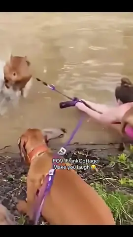 Best funny video 2025 #frankcottage #fyi #viral #pet #dog 