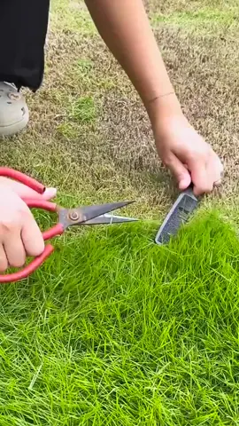 Nay giao cho Mi Mi nhiệm vụ đi cắt cỏ mà mãi không thấy nó về ăn cơm