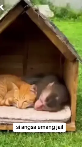 angsa usil #lucu_ngakak  #fypシ 