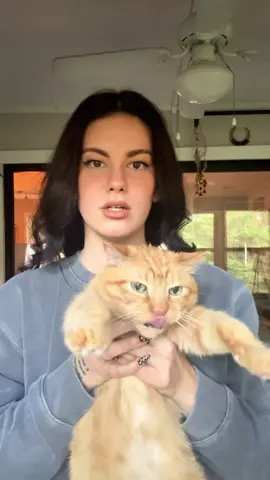 It's just like a bandit!🙀#cat #cats #catslovers #catsoftiktok #fyp 