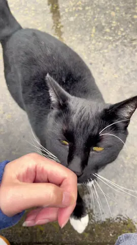 The clingiest cat… and I love it😭🐱#cat #cats #catslovers #catsoftiktok #fyp 