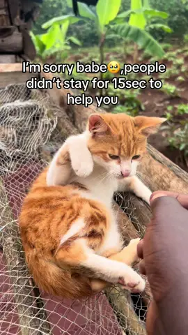 #help #fypシ #donate #savecats 