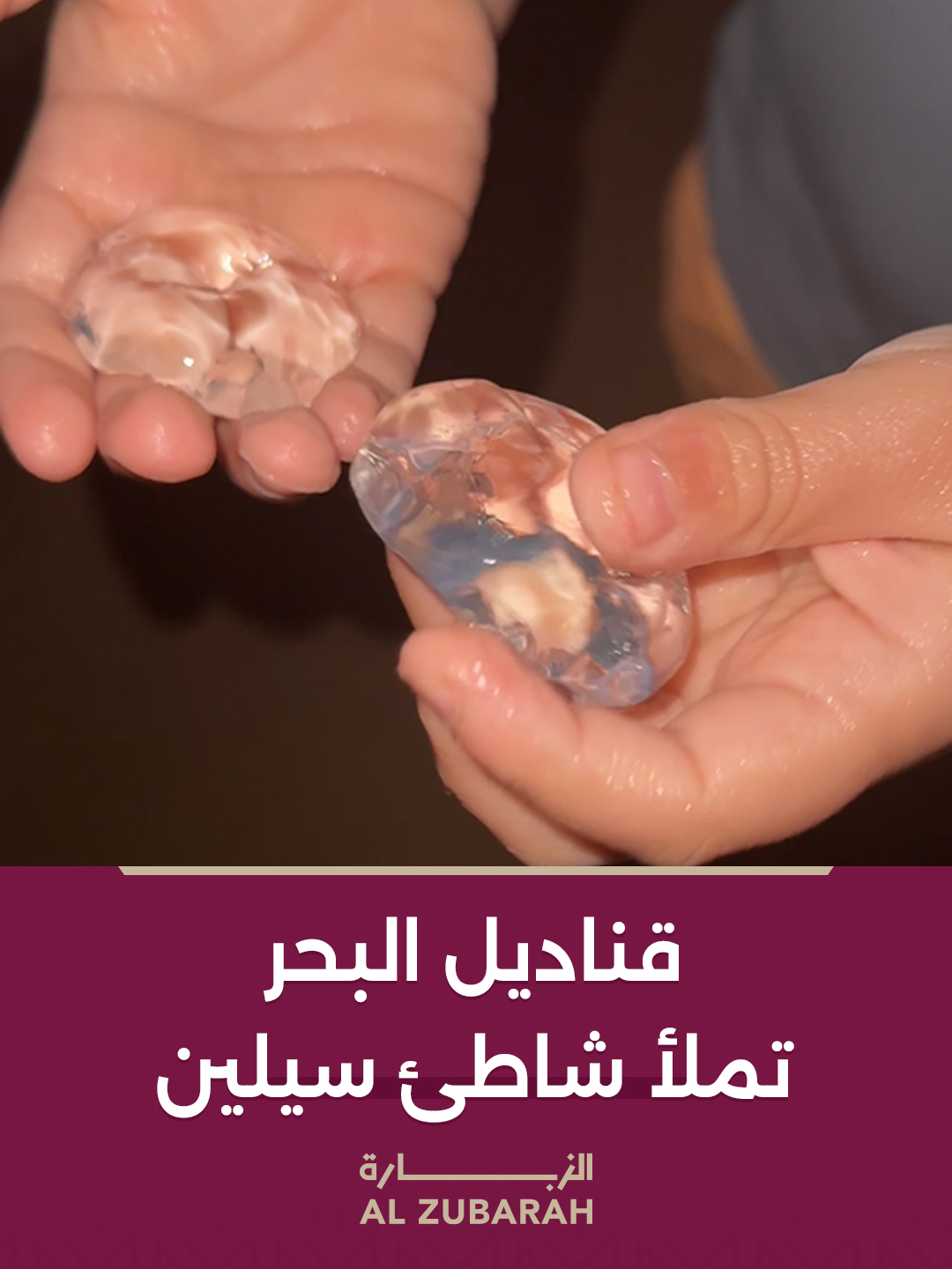 يبدأ موسم تكاثر قناديل البحر في قطر بشكل كبير في أواخر الصيف وبداية الخريف، عادةً بين شهري أغسطس وأكتوبر. خلال هذه الفترة، يزداد انتشارها في المياه خاصة في الأشهر الحارة التي تكون فيها التيارات المائية أقل، مما يؤدي إلى اقترابها من الشواطئ. #الزبارة #قطر