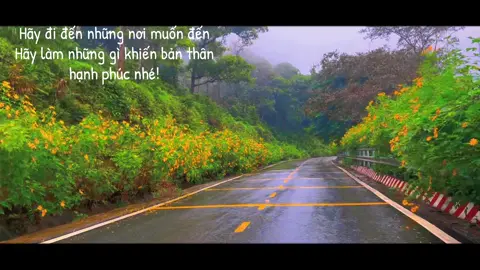 Hoa dã quỳ Ba Vì nở đẹp rồi nhé - Ba Vì 2/11/2025 #Bavi #hoadaquy #hoadaquybavi #CapCut #viral 