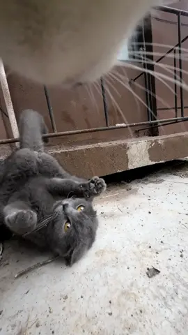 Maxwell tries to persuade a pet cat to go home.#cats 