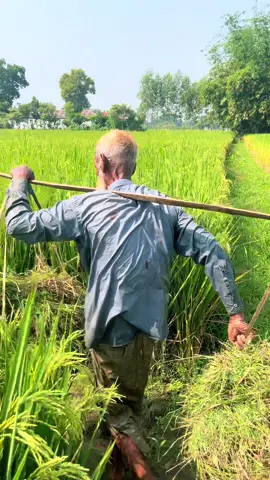 ভালবাসা #foryou #trending #vairal #Akkol_ali 