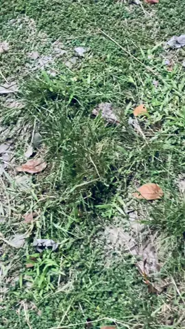 Psona motor jtuh trus🤣#fyp #jupiterz1 #jupiterz1palopo #stylejambi #platdp 