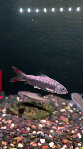 Seger bett habis wc 🥰#mahseer #mahseerfish #mahseertankindonesia #fyp #CapCut 