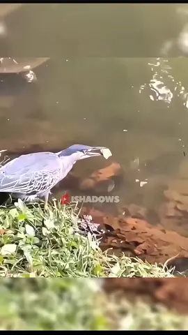 Разум и Инстинкт милость Всевышнего! #shotrs