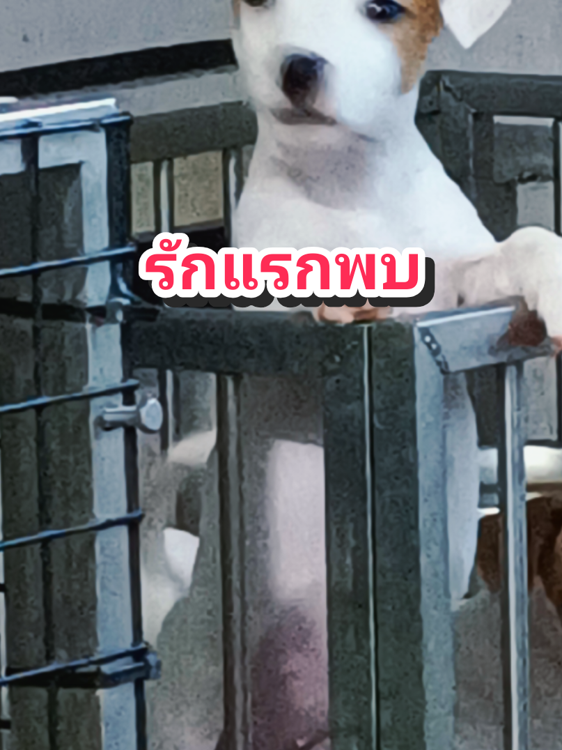#บ้านแจ็ครัสเซลjackalert #แจ็ครัสเซล #jackrussell 