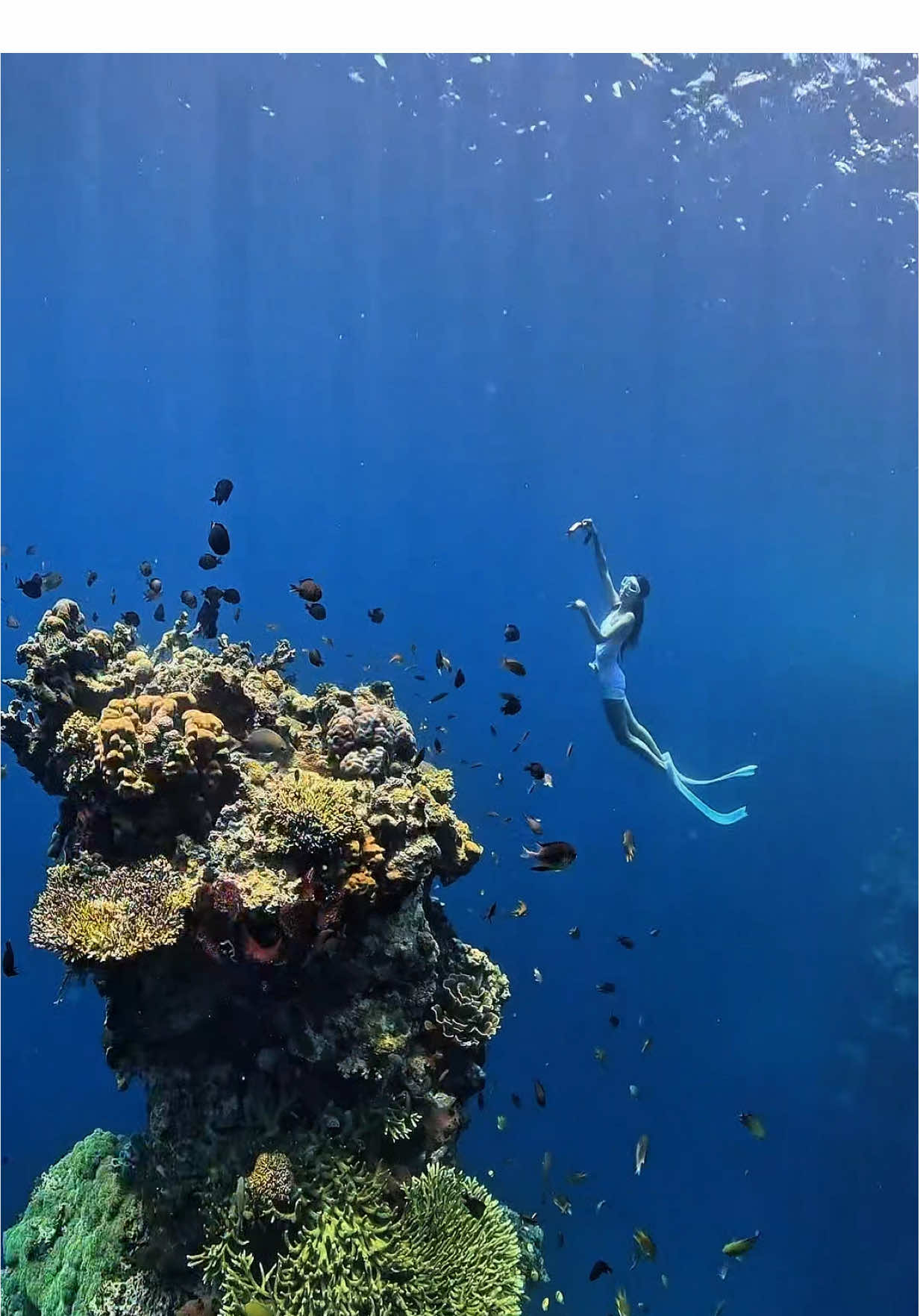 #freedive #freediving #menjanganisland #bali #freediver 