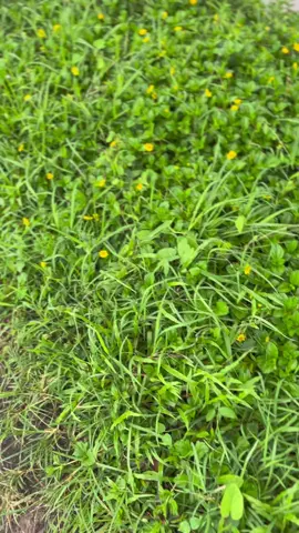 Berani kotor itu baik #suprax125 #kphjeparastyle🔥 #fyp #dkgank🤙 