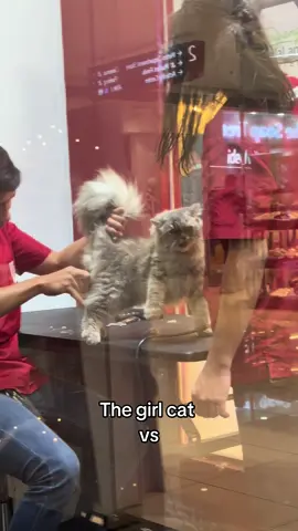 just to be clear these are my cats, I'm reffering to 