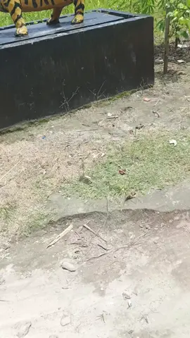 hawimau stunting#meme #fyp 