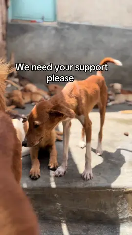 Food is what all we need 