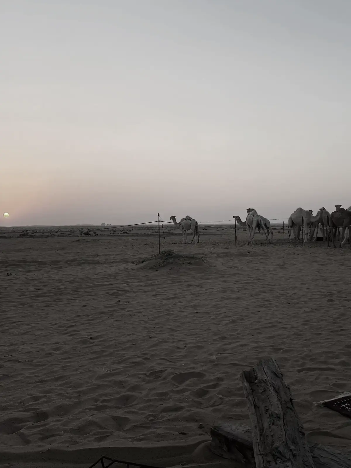 شدو بدو قلبي عند ديار قلبك والبدو لا شدو عن ديار يبطون وليا انشدوك الناس وش كان ذنبك قل : البدو لا عافوا القاع يمشون أقفت اركابي ماتبي عذب شربك طبع الكرام ان شافو الضيم يقفون على الهماج أرد ل عذبك في سلومنا المقفين عيب يردون #اكسبلور #الابل #البدو #اكسبلور #fyppppppppppppppppppppppp 