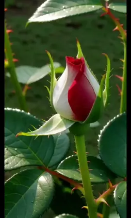 #CapCut #buenosdías #felizdomingo #paratii #bendiciones🌹❤️🙌🏻🙌🏻🙏 