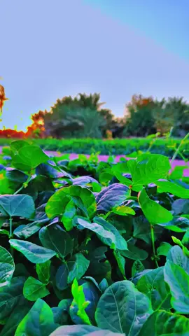 #شعراء_وذواقين_الشعر_الشعبي #سمير_صبيح❤️ #اكسبلور_مشاهيرك_توك_أحلى_تصميم💕 #اكسبلور_مشاهيرك_توك_أحلى_تصميم💕 #راح_اصد_وطول_خلگي_زياك 