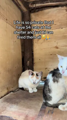 Please donate link in the bio #fyppppppppppppppppppppppp #loveanimals #catoftiktok #fypdoyourthing #fyp?please?thanks? 