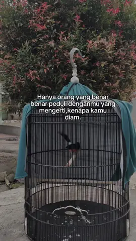 🙂 . . . . #muraibatuindonesia #storymuraibatu #fyp 