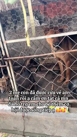 2 mẹ con đã được cứu về an toàn rồi ạ cảm ơn tất cả mn đã hỗ trợ em cho bé thêm cơ hội được sống tiếp ạ 🥰🥰#thucung #cuuhochomeo #xuhuongtiktok #yeuthuongdongvat 