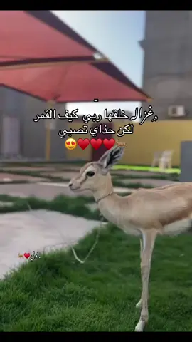 🥹♥️🦌 #اكسبلورexplore #pyfツ #fyppppppppppppppppppppppp #viral 