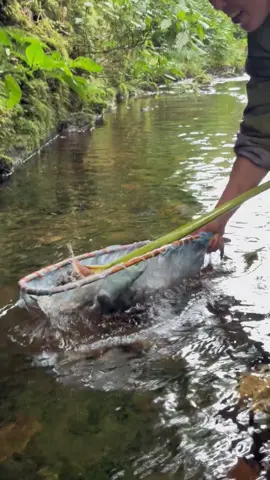 Moi người cùng  đi câu con nông nọc nhé mọi người !#xuhuong #tiktoklive #hanhu @Hạ Như 
