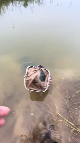 Buổi sáng cá ăn mạnh buổi.chiều cá con phá lắm ae 🥲#caucatunhien #humor #caucagiaitri #xhu #cau 