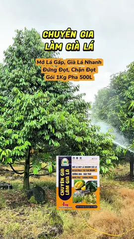 CHUYÊN GIA LÀM GIÀ LÁ - Mở Lá Gấp, Già Lá Nhanh, Đứng Đọt, Chặn Đọt. Gói 1Kg Pha 500L#saurieng #xuhuong #nongnghiep #thuocbvtv #durian 