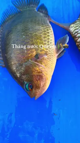 #67angiang #chill #mientay🌾🌾📸