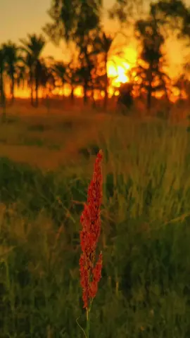 #تصويري_احترافي_الاجواء👌🏻🕊😴 #الحزن💔عنواني💔ــہہہــــــــــہہـ👈⚰️ #لايك_متابعه_اكسبلور #fyp #fyp 