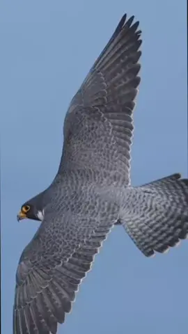 #foryou #foryoupage #unfrezzmyaccount 