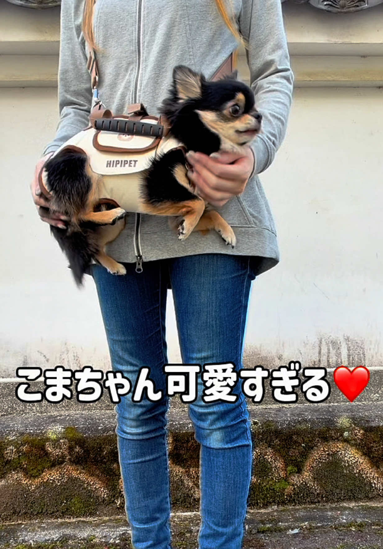 1年347日。こまちゃんのキャリーハーネス🥰 ⁡多機能リード付き横⁡向きバッグ ⁡横向きデザイン：ペットの脊椎にフィットし、圧力を分散。⁡全ライフステージに対応。 ⁡多用途デザイン：手提げ、斜め掛け、肩掛けモードでシーンに合わせて使える。 ⁡通気性メッシュ生地で夏でも毛が蒸れず快適。 ⁡動きやすいデザイン：足元が自由になり、着たがらない犬にも最⁡適。 ⁡興奮して引っ張る犬には胸用ハーネスで引っ張りを抑制し安全に使える。 ⁡手提げモードで簡単に持ち運び、負担なし。 #犬のいる生活 ⁡#ペット用品 #散歩 #便利グッズ #可愛い @Maromi⁡