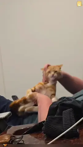 Orange cat core 😹 #cat #viral #catmoments💛 #funny #fyp 