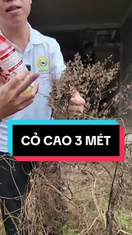 Cỏ cao 3 mét cũng không chịu được Thiên Lôi của Kinh Bắc