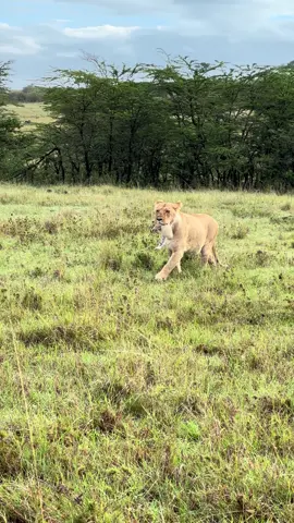 Lionesses carrying cub in her mouth. The scruff of the neck, the loose skin at the back of a cub’s neck, provides a natural handle for the mother. When a lioness gently grips this area, it triggers an instinctive response in the cub. The cub’s body goes limp, and it becomes passive, effectively ceasing any struggling or movement. . . . #mara #maasai #lions #cubs #fyp @_Mufasa 
