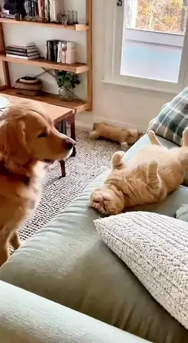 แค่สะกิดนิดเดียวเองเอาใหญ่นะเรา #แมวหรอกหมาหมาหยอกแมวน่าเอ็นดูจัง #เทรนดังๆปังๆวันนี้ #เปิดให้ทุกคนมองเห็นความสนุกความน่ารัก 