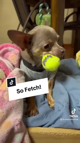 #fetch #chihuahua #dogvideos #Love #fyp 