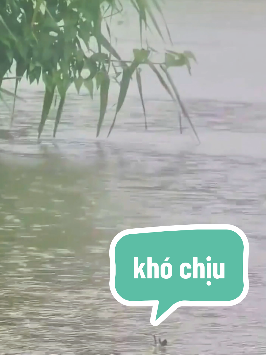 Nhìn mà ngứa chân tay quá #FishingVibes #FishingLikeABoss #ChillVibesOnly 