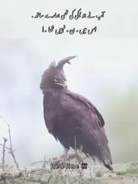 #foryoupagе #fyyp #unfrezmyaccount #growmyaccount #viralvideos 