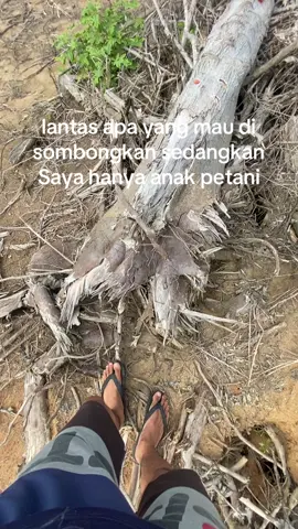 Sederhana tapi wahh😀#sawitontiktok #petanimuda #petanisawit #anakpetani #fyp 