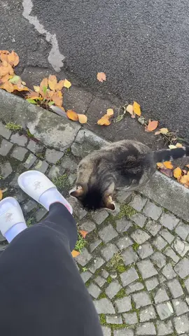 😂😂😂 Tom și Jerry 😂😂😂 @Codruta 