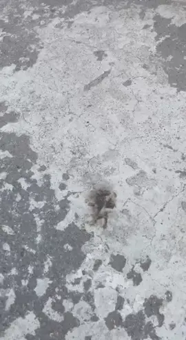 በ ኆኅተ ሰማይ ቅድስት ማርያም ካቴድራል የደብራችን የኔታ የሆኑት ሊቀ ማዕምራን የኔታ ዮሀንስ አለማየሁ ከደቀ መዛሙርቶቻቸው ጋራ ዜማውን ቀሽረውታል ። @21anketsebirhan @ተመስገን ዘ ድሬ 💒🙏 