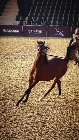 #saudiarabia🇸🇦 #lgctriyadh #الرياض #arabianhorse #gcat 