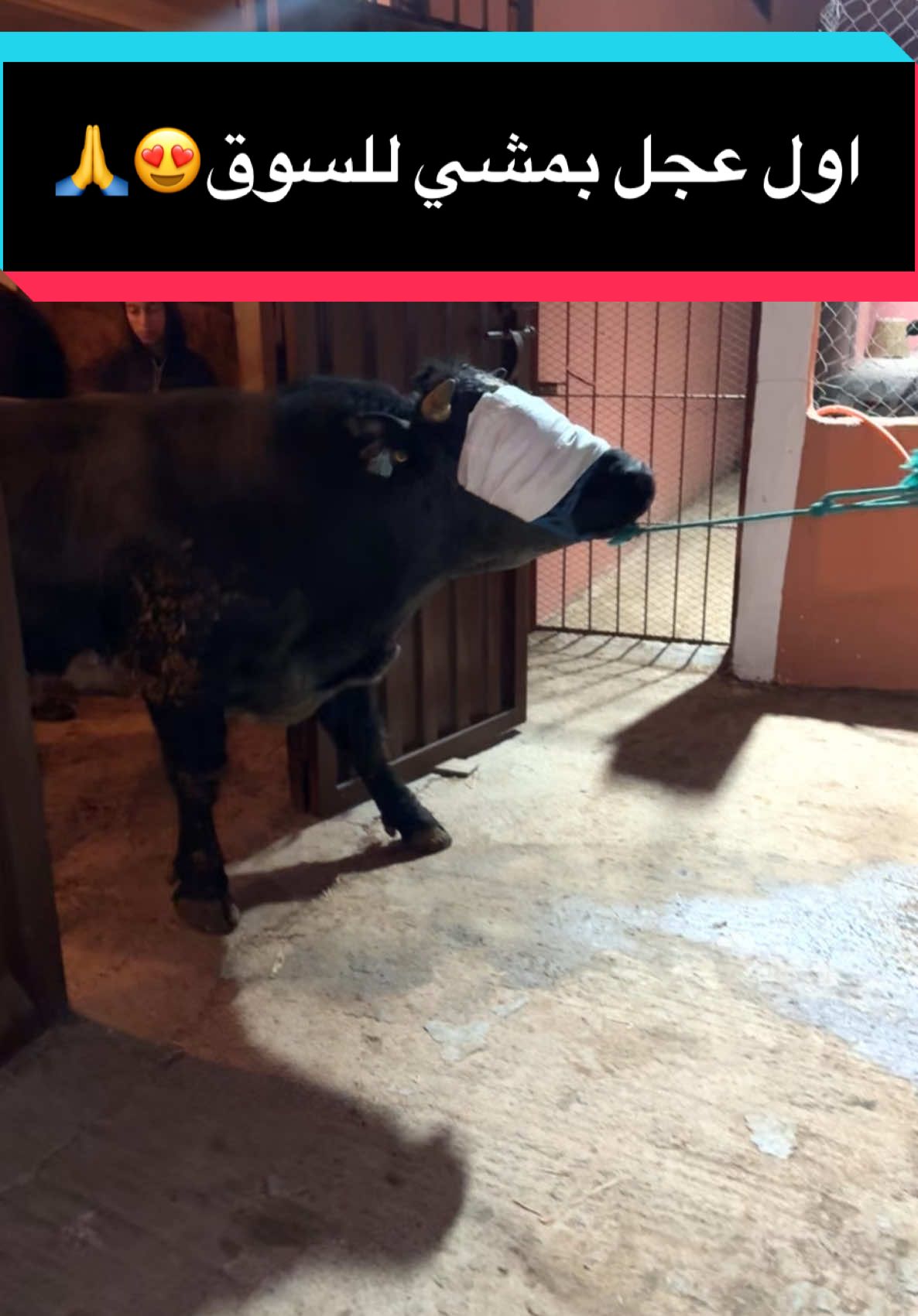 اول عجل يمشي للسوق انشالله  الله يسخر و يجيب  التيسير🤲🙏#fyp #المغرب🇲🇦 #دكالة_بلاد_الخيرات❤️ #المزرعة #الكساب #دكالة #الجديدة #الفلاح #الفيرمة #العروبية #البادية #البهايم #الفصة #العجل #التسمين #العيد 