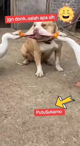 knp meski berantem ya #anjing #animalvideo #angsa #videolucu #funniestanimalvideos