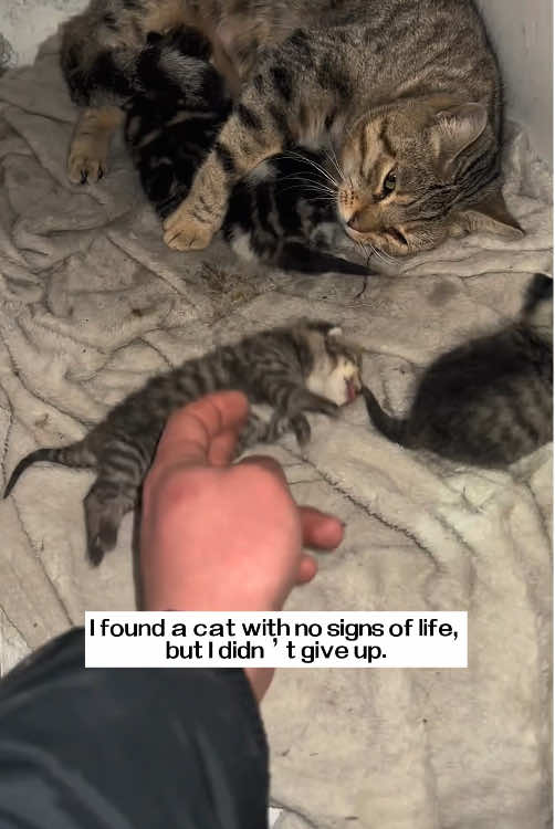 I found a cat with no signs of life, but I didn’t give up…#rescue #animals #cat 