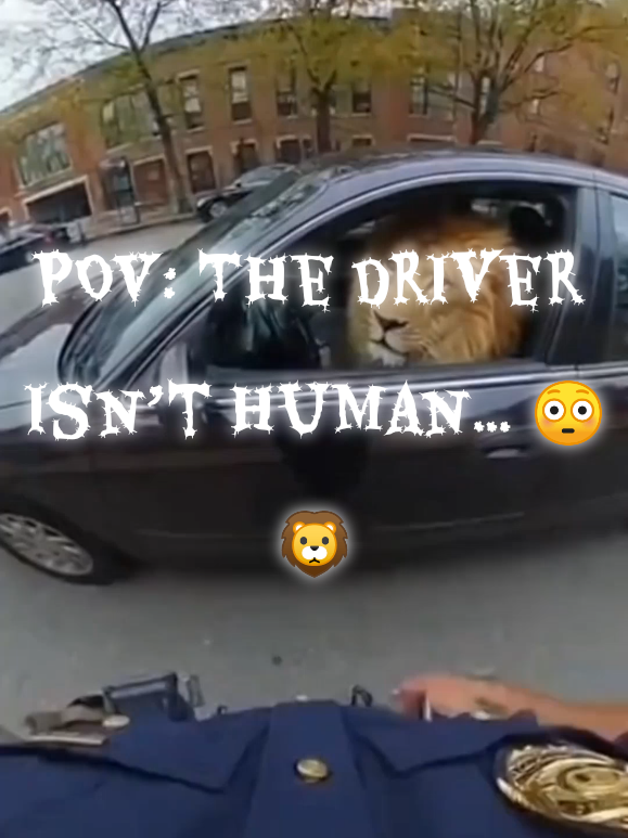 👉 POV: You pull over the King of the Jungle 👑🦁💥 #OfficerCam #CaughtOnBodycam #NotWhatIExpected”“When the driver’s license says ‘Lion,’ and he means it 🦁🚔😂 #ViralVideo #FunnyClips  Funny bodycam footagecop vs lionwild animal in carviral TikTok shortslion roar Memeurban jungle Videorealistic animal POVfunny officer clip2025 Viral video
